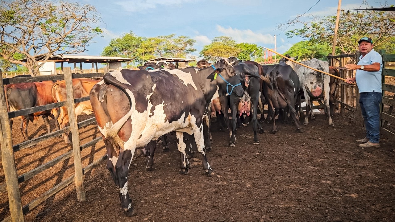 VACAS GIROLANDAS DANDO 25 LITROS DE LEITE AO DIA, FAZENDA ZÉ DE DANDA!