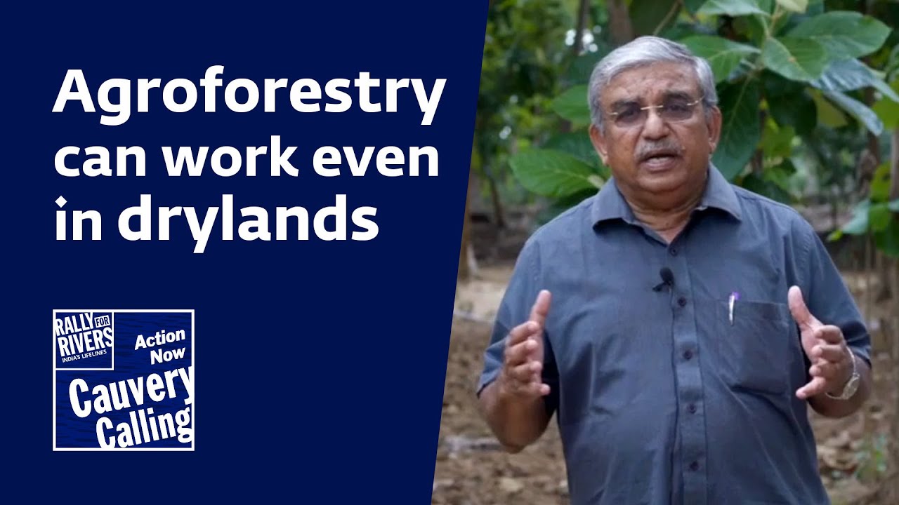 Agroforestry can work even in drylands