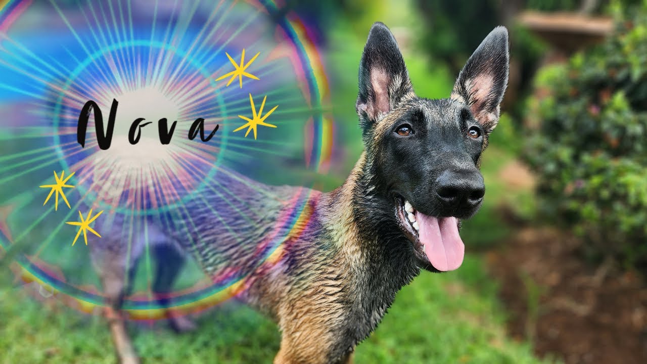 From Nova to 8 Months - Update on our Belgian Malinois puppy that burst into our life!