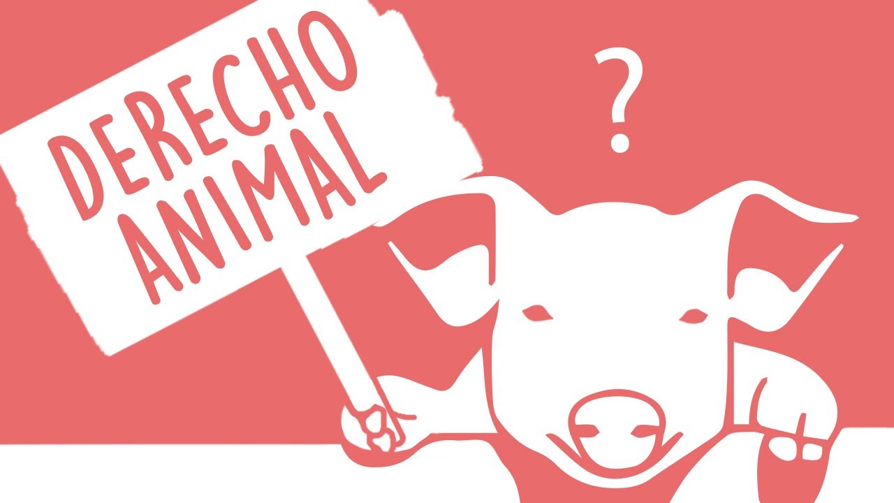 ¿Los animales tienen derechos?