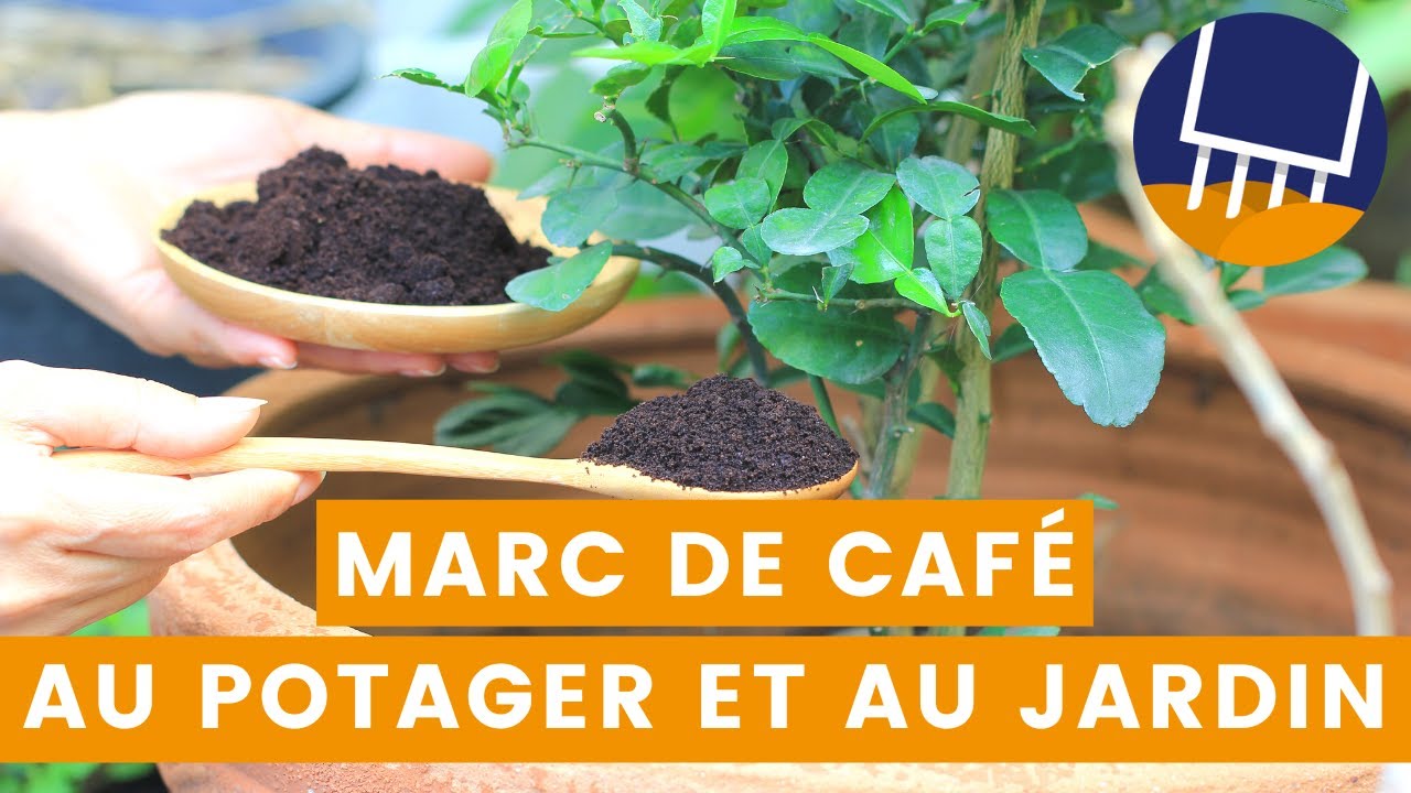 Marc de café au potager et au jardin