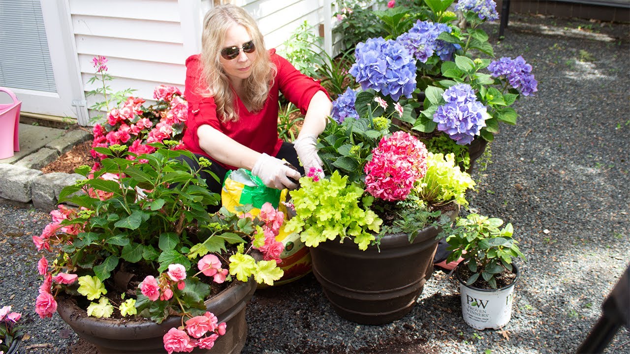 Planting beautiful large planters with hydrangea, annuals, and perennials