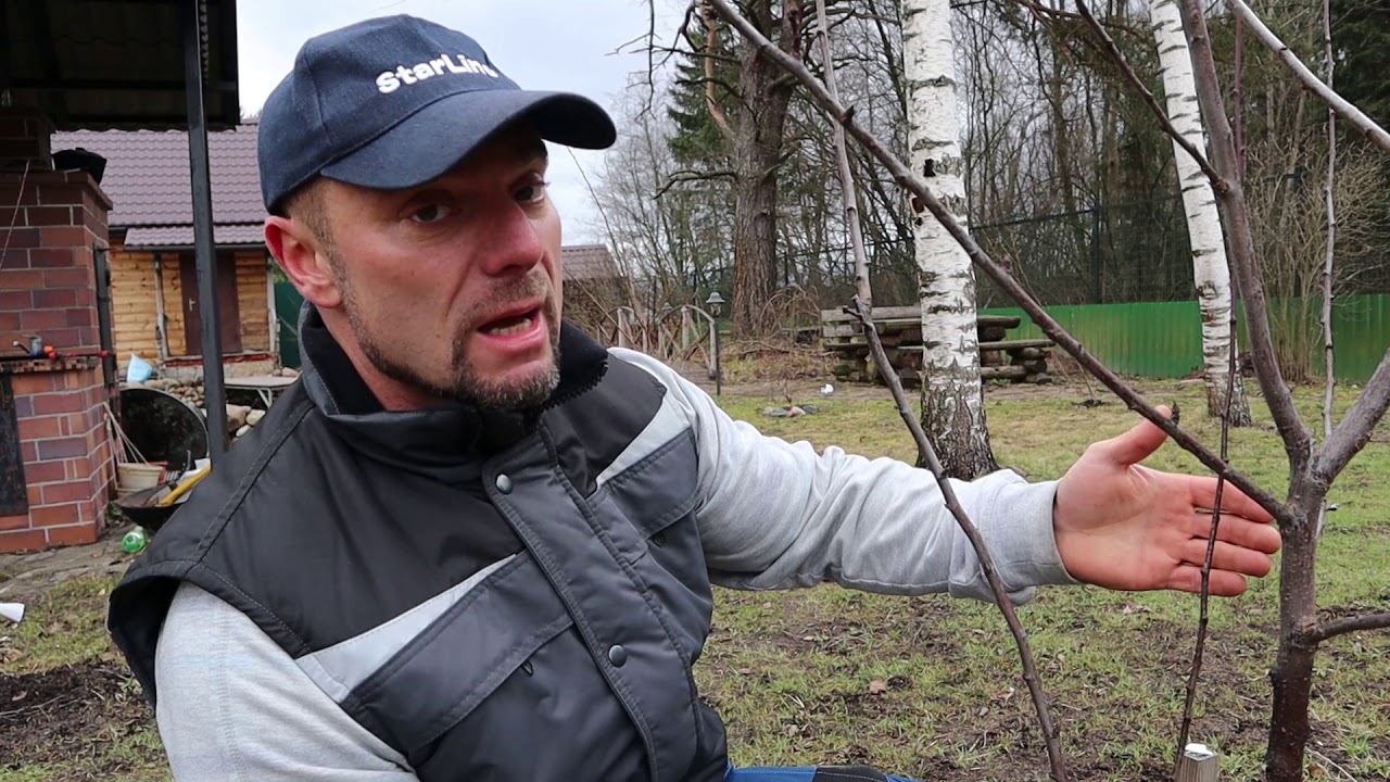 обрезка плодовых деревьев весной