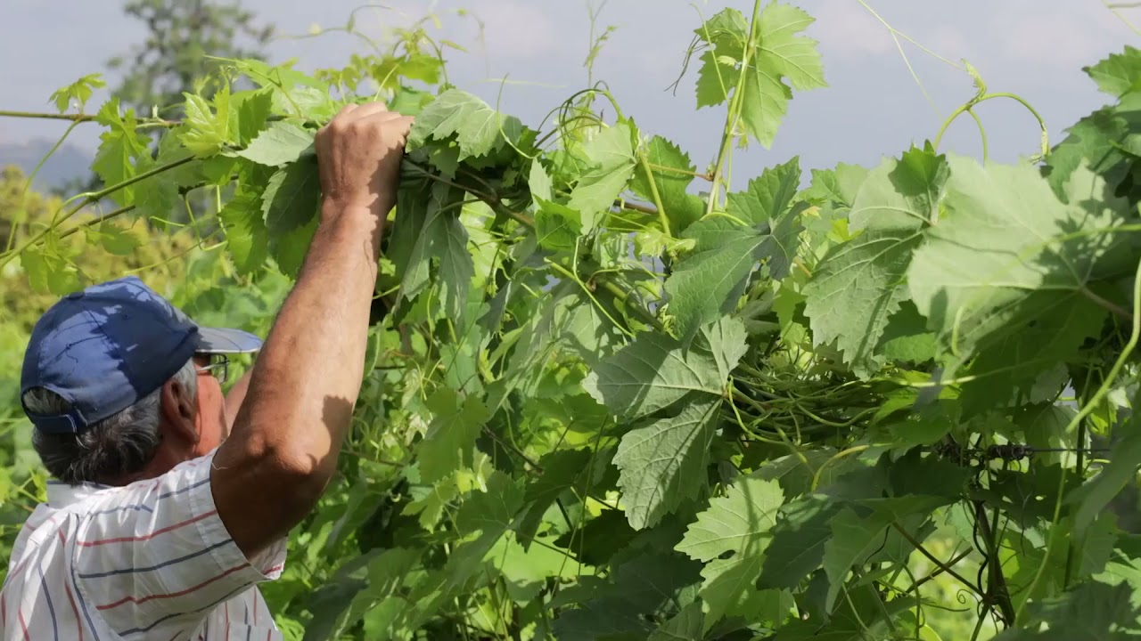 Cordonatura e pulizia dei vigneti nel mese di giugno- Creasing and defoliation in June