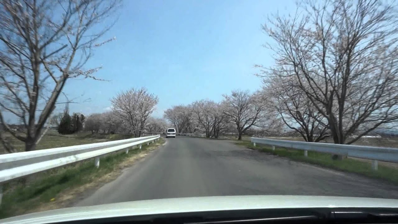 宮城県登米市南方町　【みなみかた千本桜】