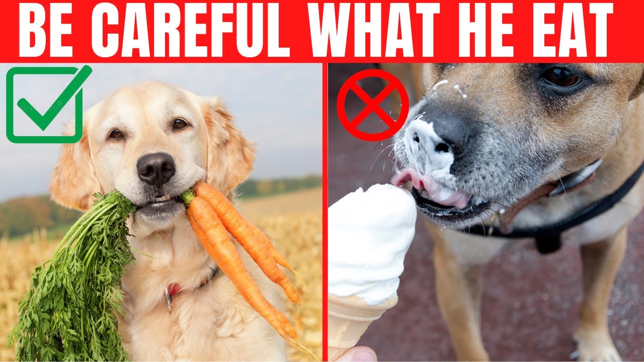 15 Foods You Should Never Give Your Dog