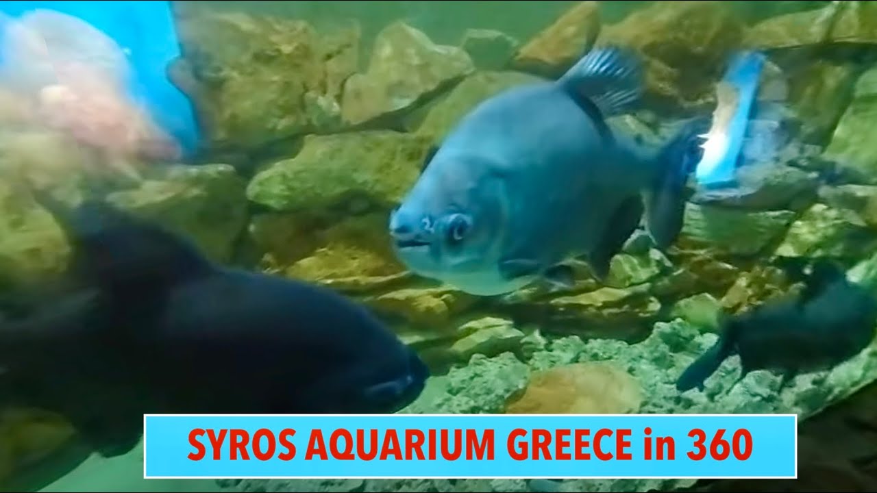 Awesome SYROS Aquarium in KIni Greece in 360° VR