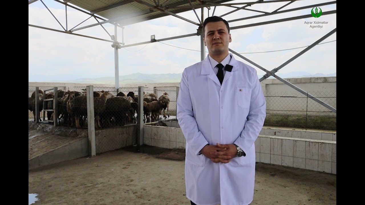 Heyvanlar yaylaqlara köçürülməzdən əvvəl çimizdirilməlidir