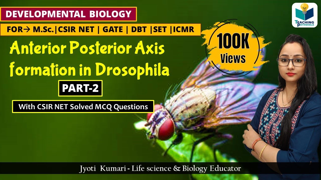 ANTERIOR-POSTERIOR AXIS FORMATION IN DROSOPHILA (PART-2) | CSIR NET |DEVELOPMENTAL  BIOLOGY