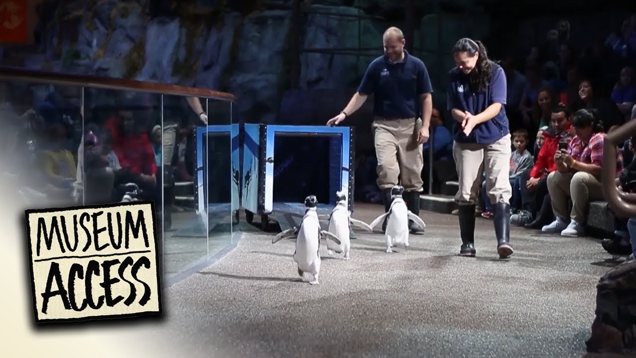 Touring the Unique John G. Shedd Aquarium - Museum Access | Full Episode