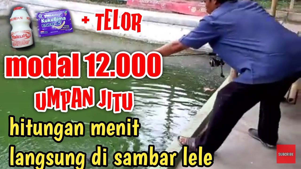Umpan terbaik mancing harian lele
