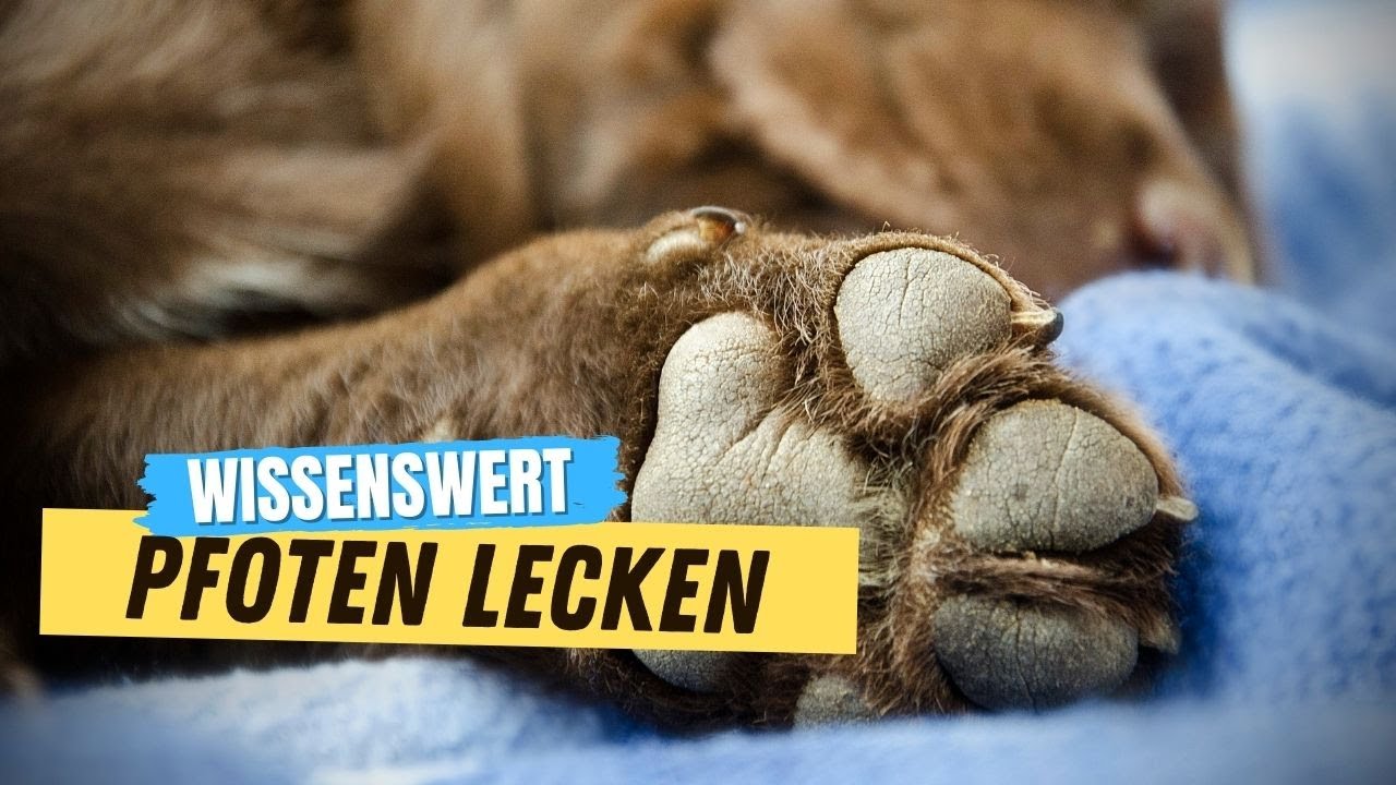 DARUM leckt dein Hund an seinen Pfoten (ERSTAUNLICH 😱)