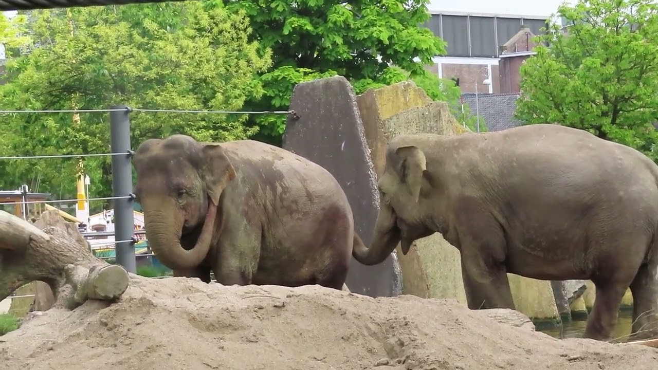 2024.05.15 13:44-14:17 ATRIS⑥ アムステルダム動物園