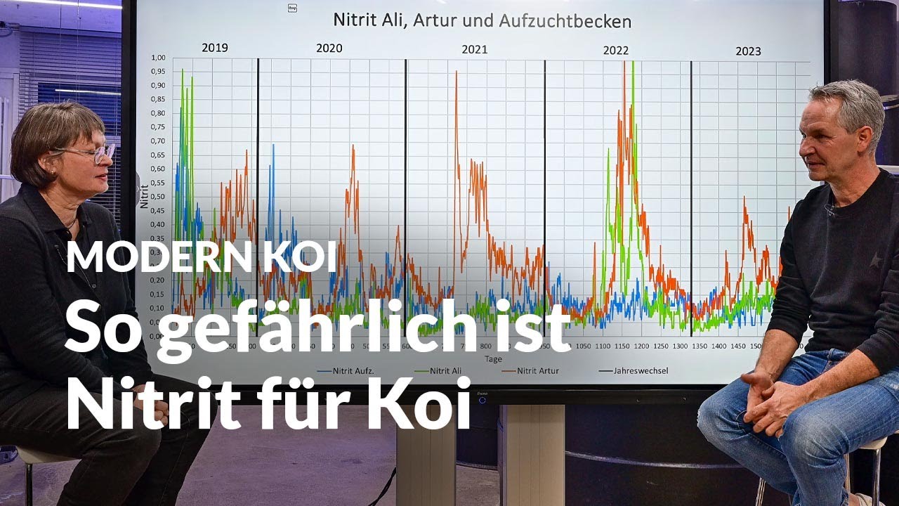 Diese Gefahr stellt Nitrit für Koi dar | Modern Koi Blog #6492