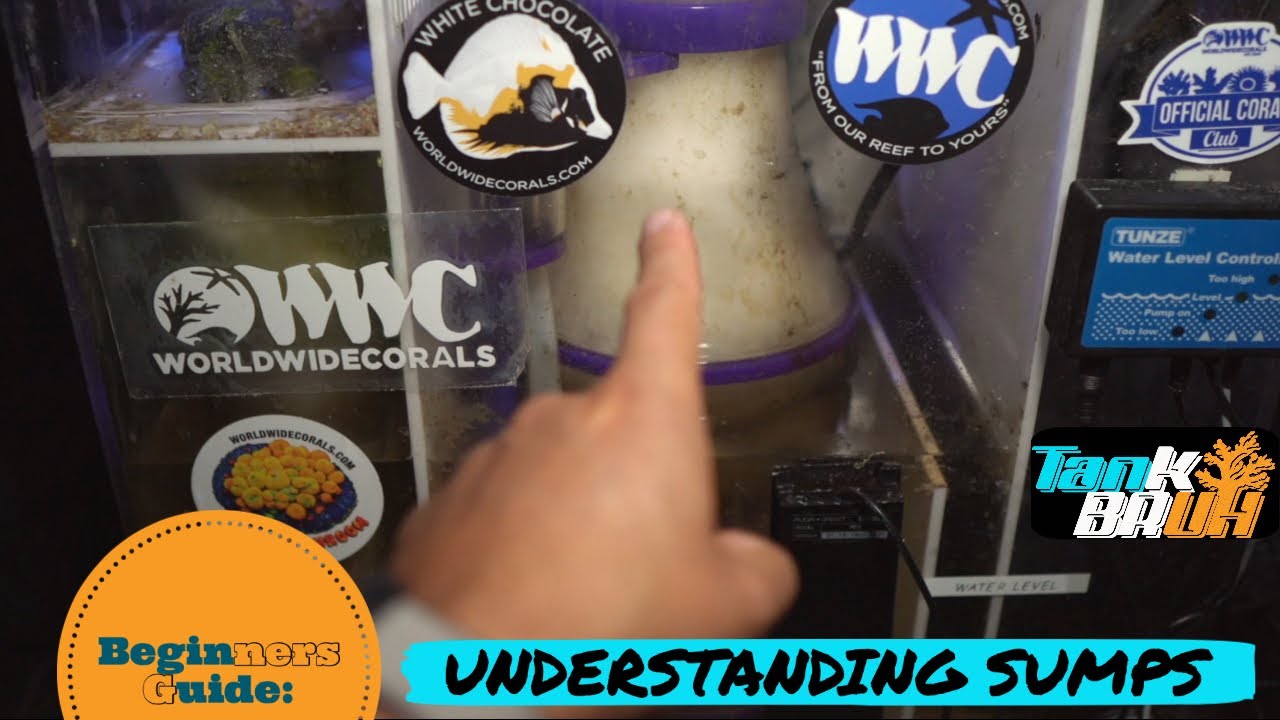 Saltwater Fish Tank Sump Tutorial