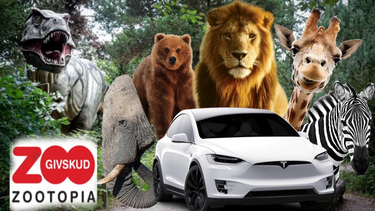 Zoo Safari with Kids | With Own Car | Givskud Zoo Zotopia Denmark | 2023
