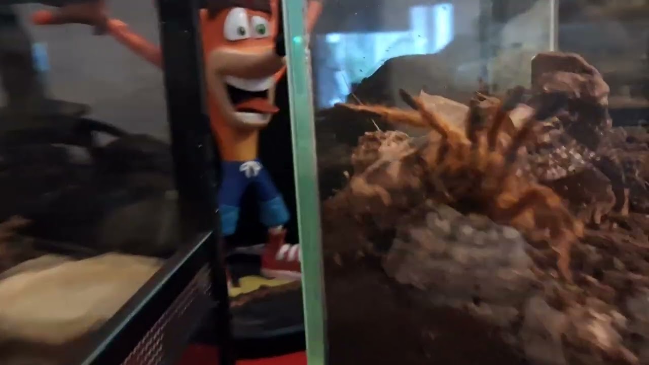 Pterinochilus Murinus RCF