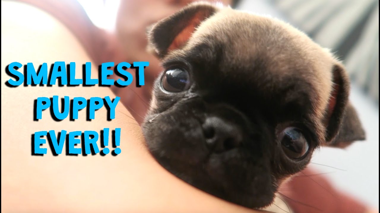 GOT A NEW PUPPY!!