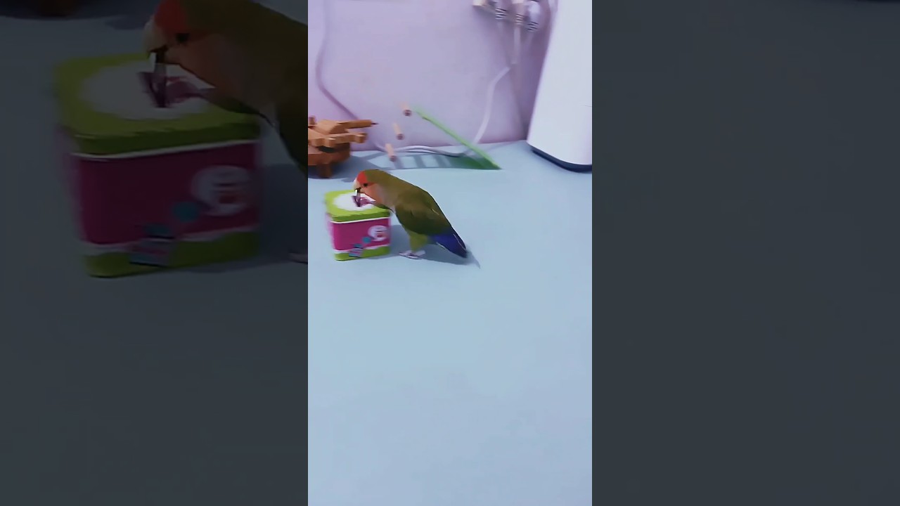 Smart parrot training skills video. #parrots #birds #lovebirds #parrot#pets