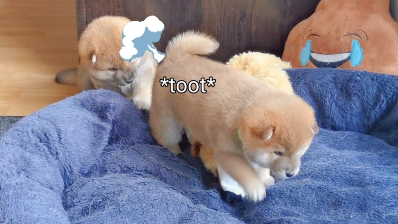 Mashu Can't Stop Tooting! 💨👀