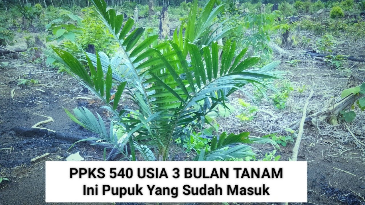 PPKS 540 Usia 3 Bulan Tanam