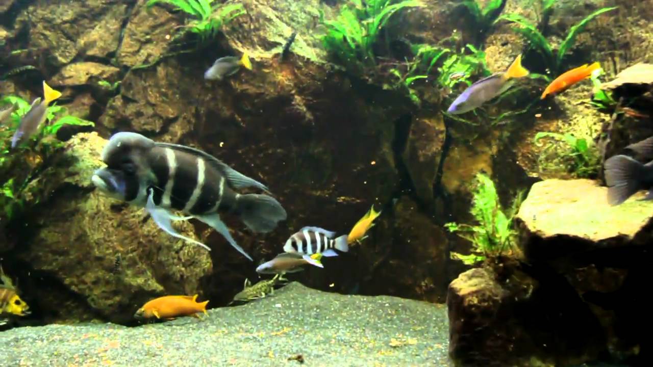 240G Lake Tanganyika tank with Frontosa