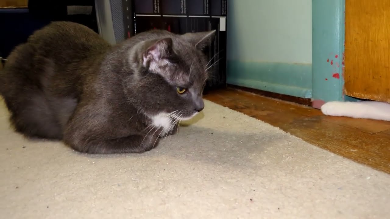 More of Shadow Trying to Win Thunder Over