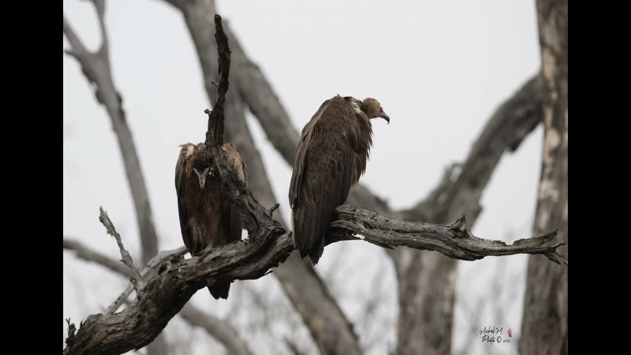 Les Oiseaux du Kruger