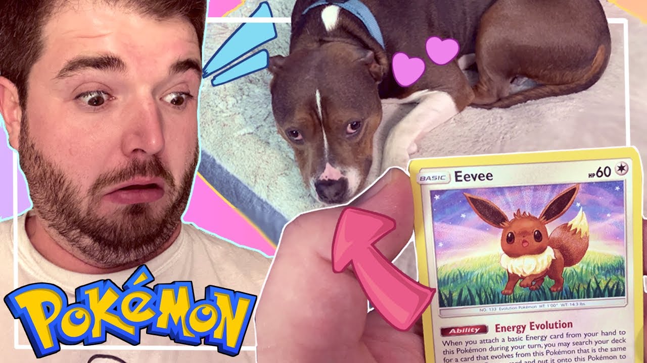 I opened a bunch of Pokemon cards and found an Eevee that looks like my dog chester