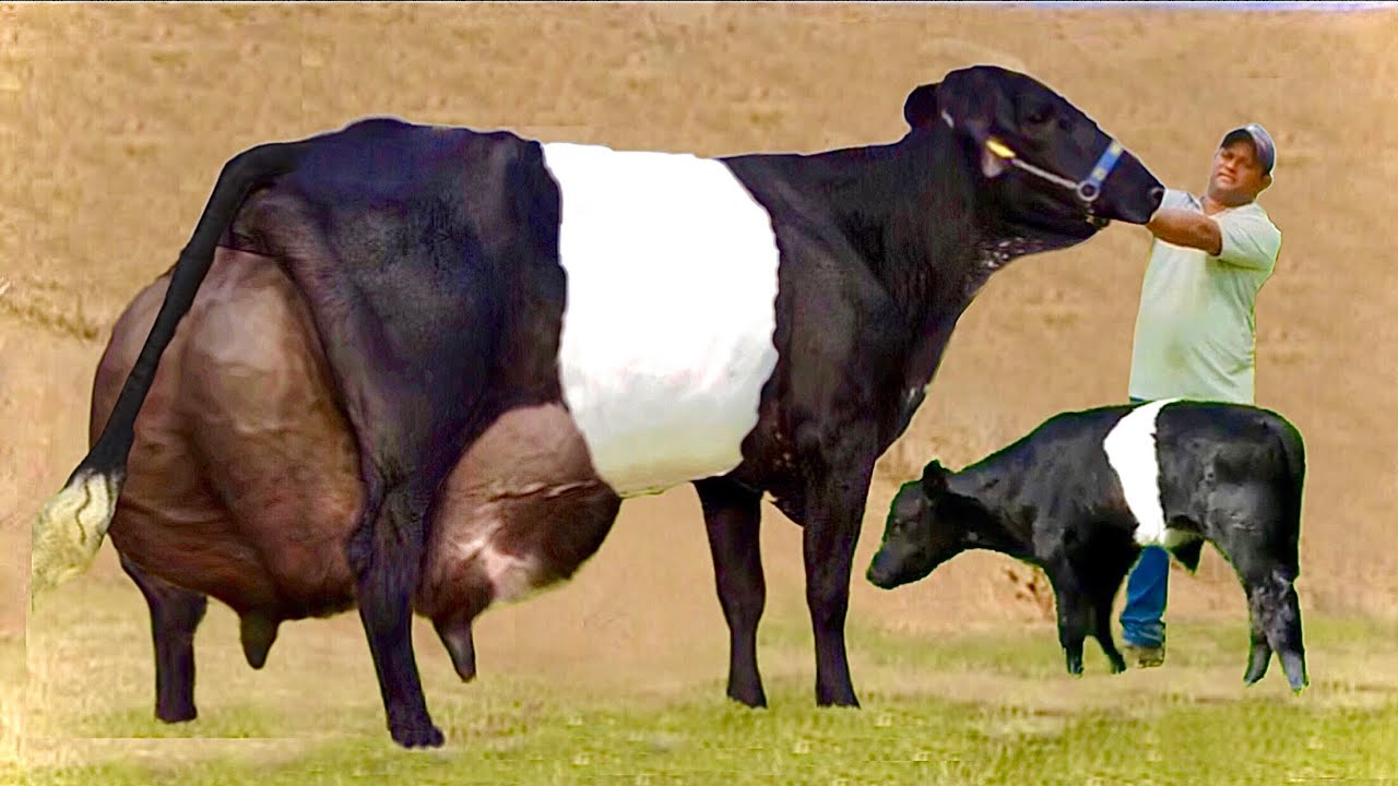 Highest milking cow breed in the world | Dutch belted | Galloway cattle | dairy farming in india