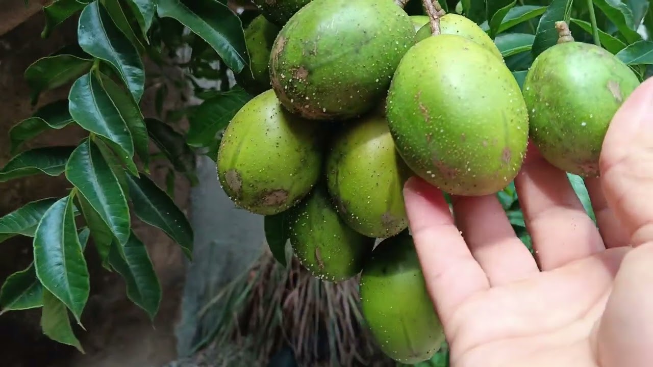 Poda e adubação do cajá manga anão.