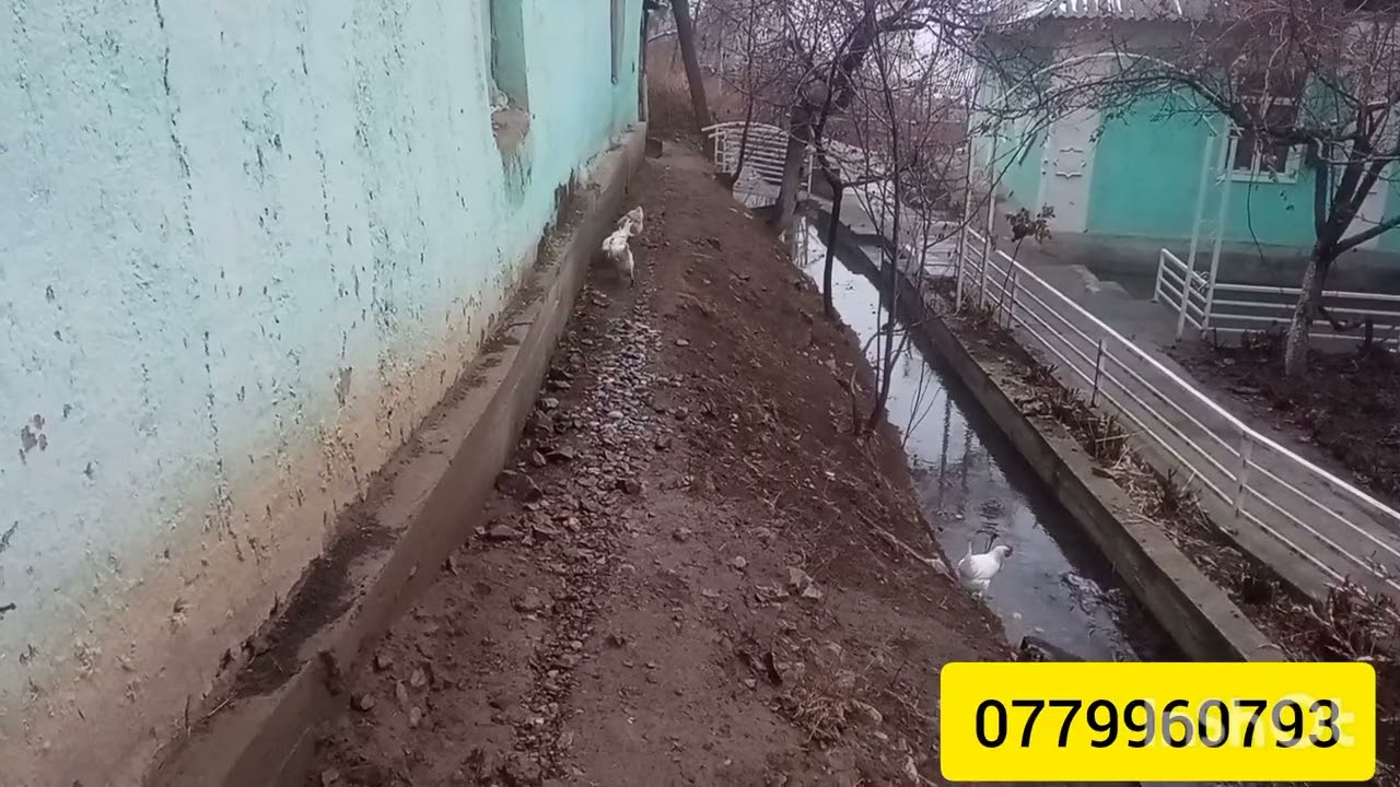 Кыргызстан да хит болгон Тоджон, Леггорн порода тооктору тууралуу пайдалуу маалымат