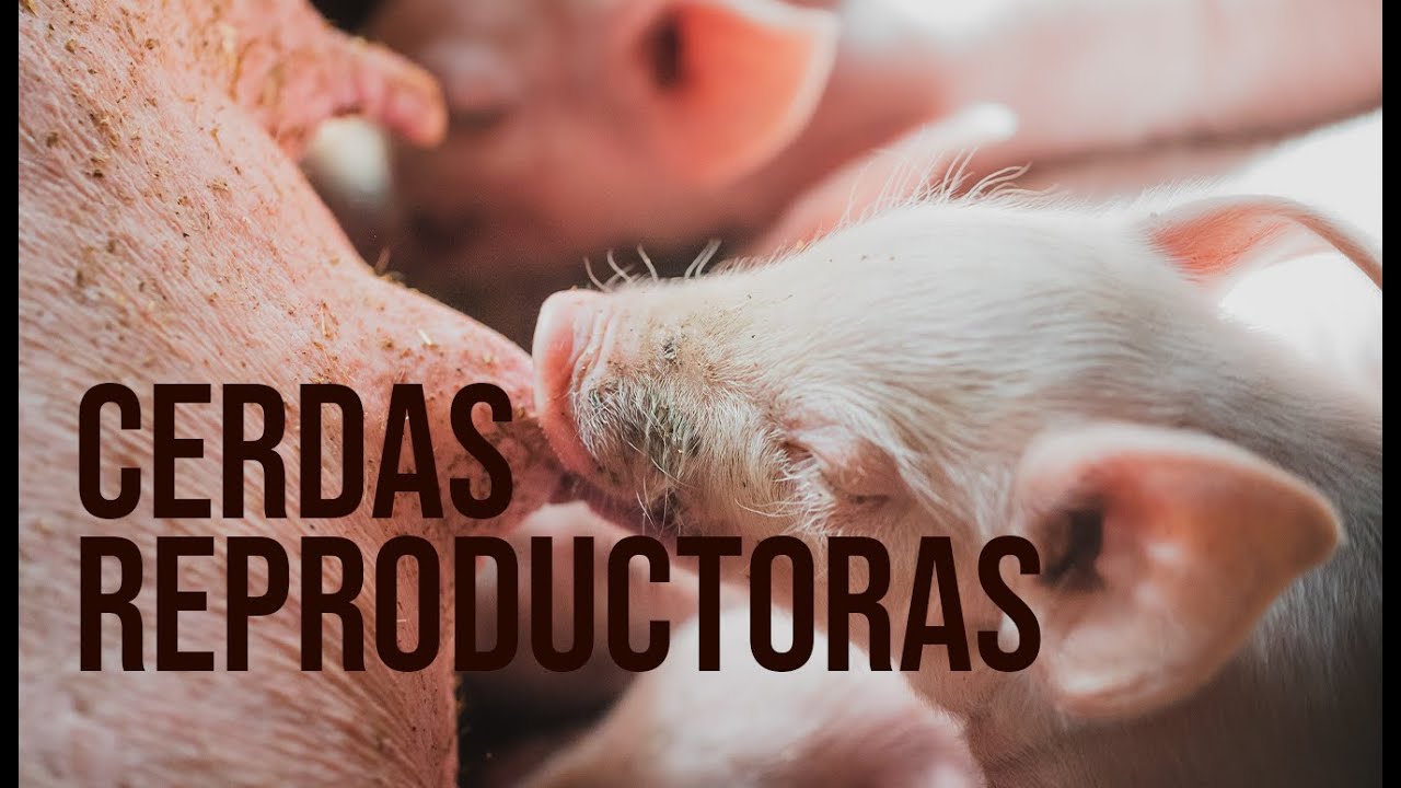 Cerdas Reproductoras, Secreto  Exitoso De La Porcicultura