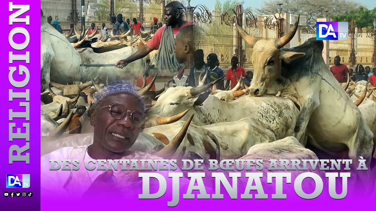 Magal Touba 2023: Des centaines de bœufs arrivent à Djanatou, chez Serigne SALIOU Thioune