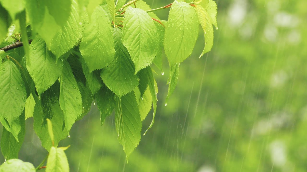 Regen im Wald: Regengeräusche mit Donner zum Einschlafen (7 Stunden)