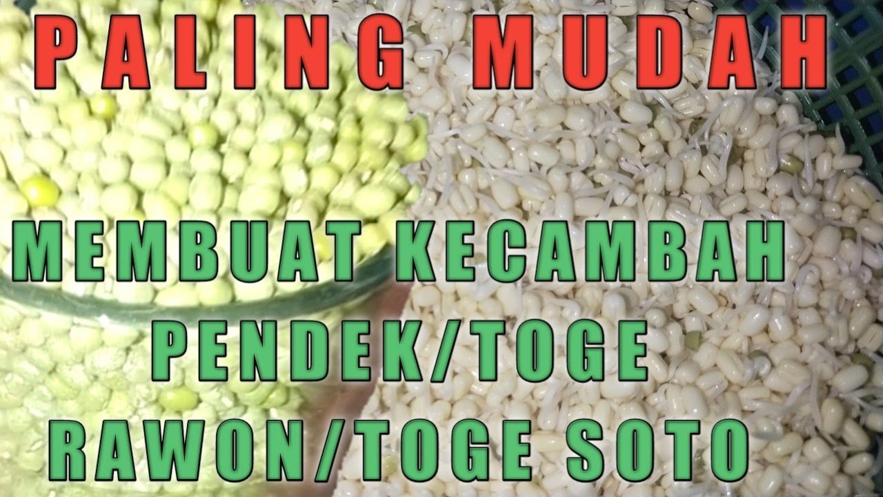 cara membuat kecambah pendek#togerawon#togesoto