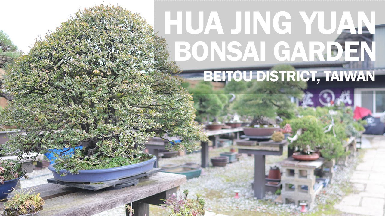 Taiwan Bonsai Garden Tour - Hua Jing Yuan Beitou District