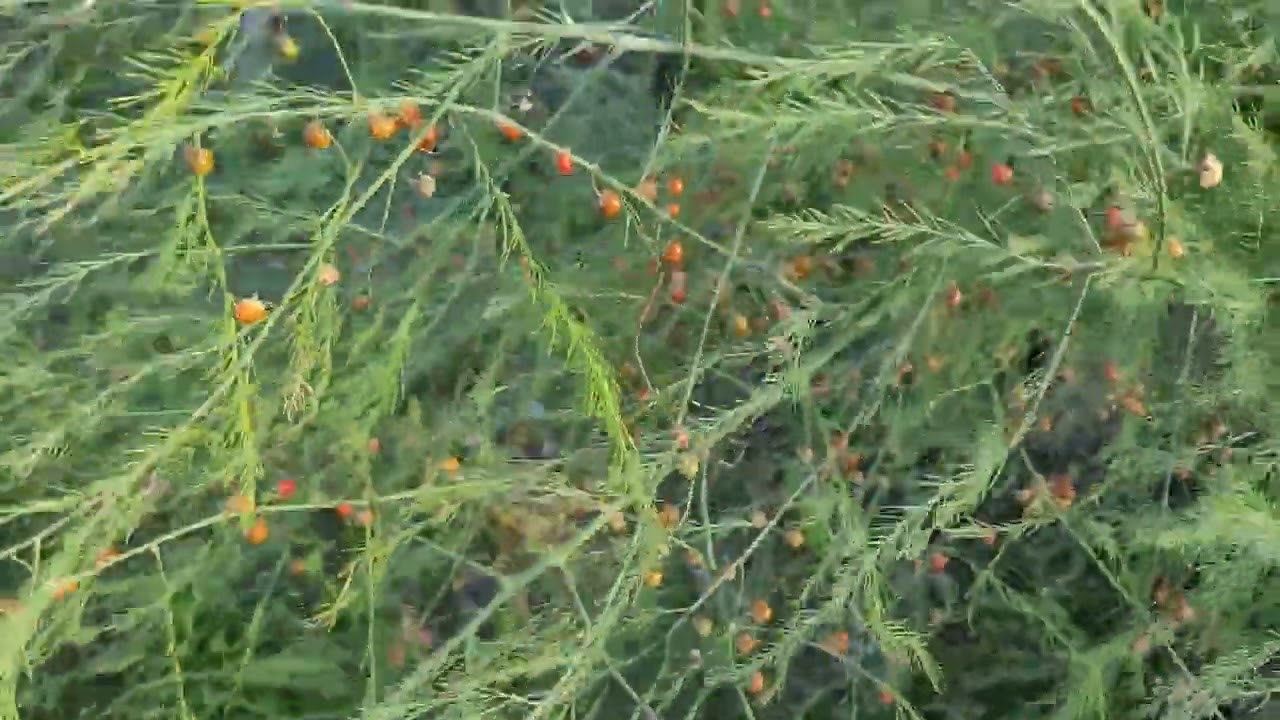 Kuşkonmaz tohumu daha çok nasıl çimlenebilir 