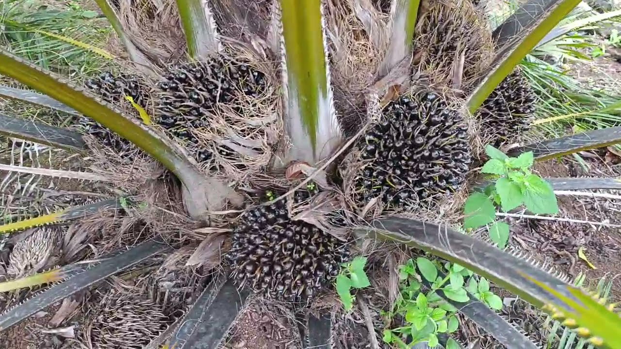 Mantap betul varietas unggul ini