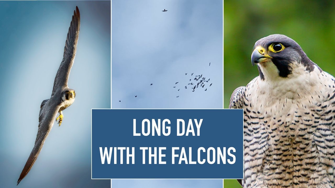A Long Day with the Falcons