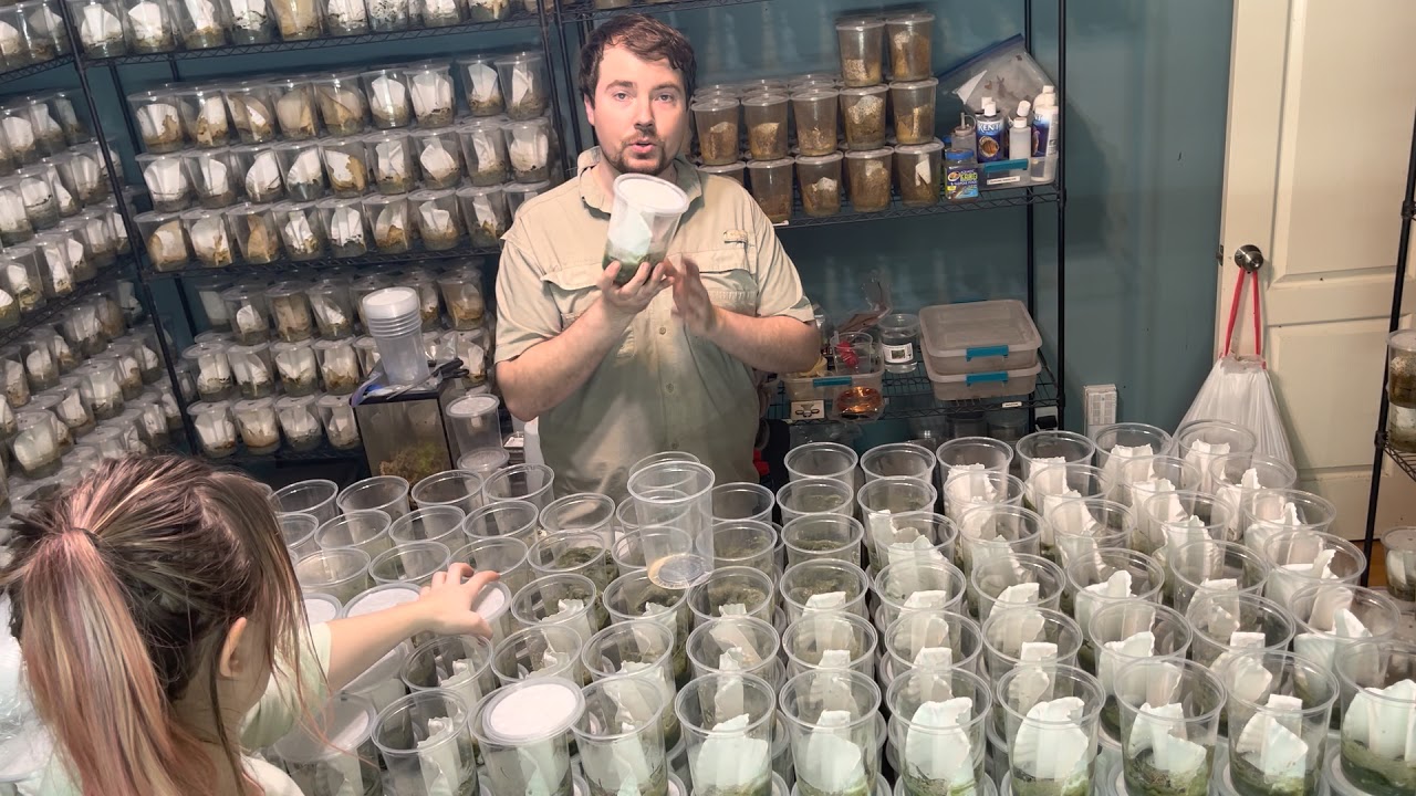 How to Make Fruit Fly Cultures with Houston Frogs
