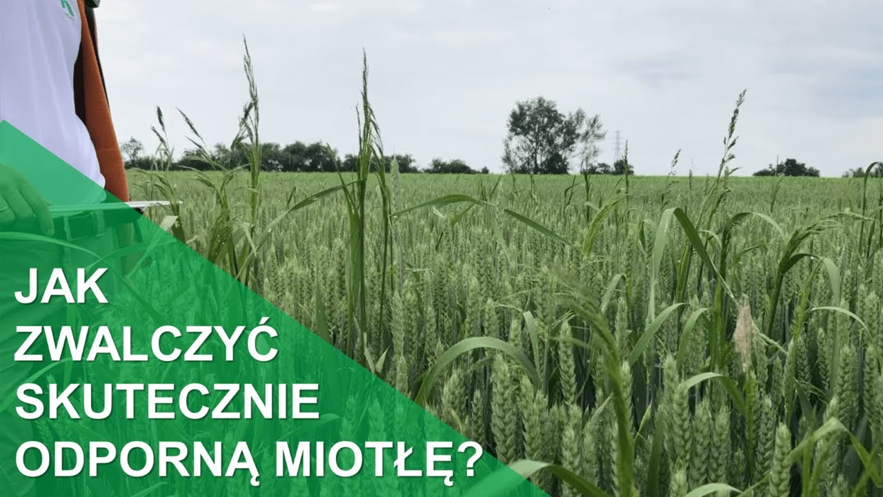 Skuteczne zwalczanie odpornej miotły zbożowej