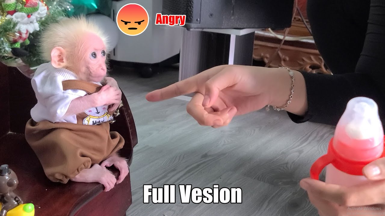 Full Video of David the Monkey's Extremely Cute Angry Moment 😡😱