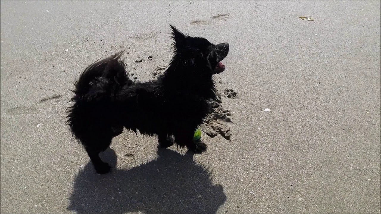 Kong Squeezz Action retrieval