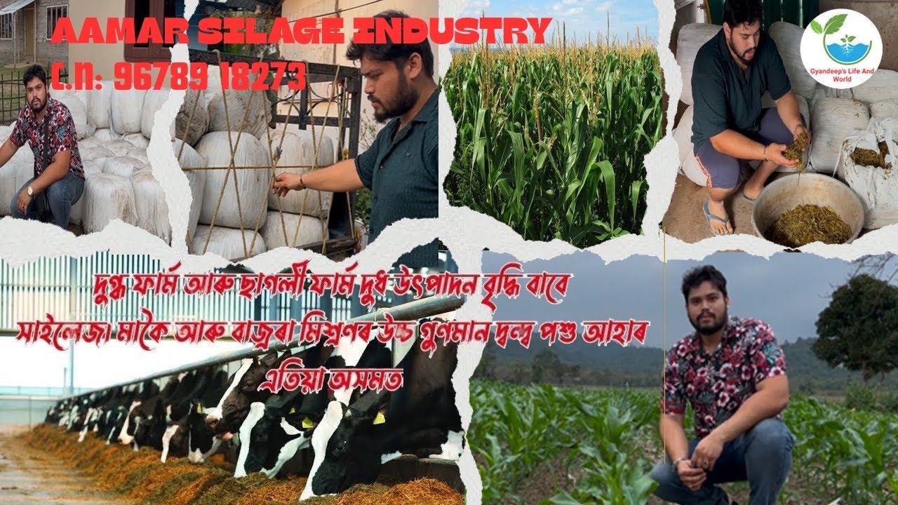 Silage Green Fodder Grass For Our Dairy&Goat Farmer In Assam By“Aamar Silage Industry”C.N:9678918273