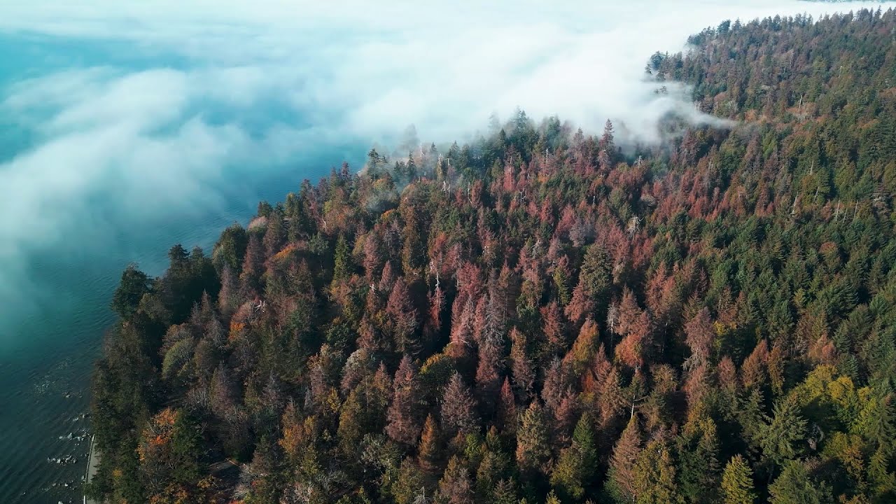 Why Stanley Park's trees are looking brown