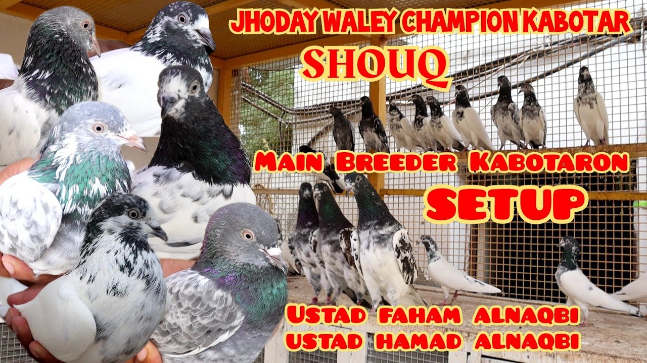 Jhoday Waley Champion Kabotar SHOUQ| Ustad Faham|Ustad Hamad AlNaqbi|Main Breeder Kabotaron Ka Setup