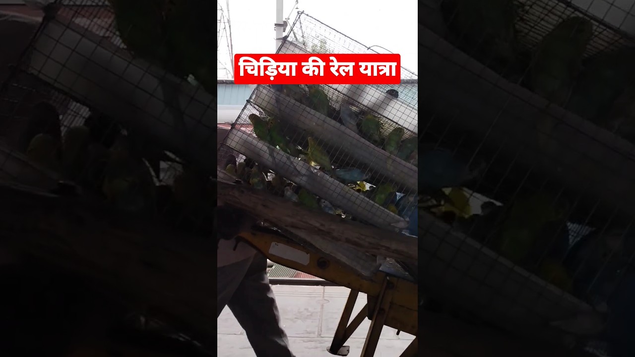 Bird's in train #train #ytshorts #traveleradda #travel #birdnest #sparrow #parot #birdlovers