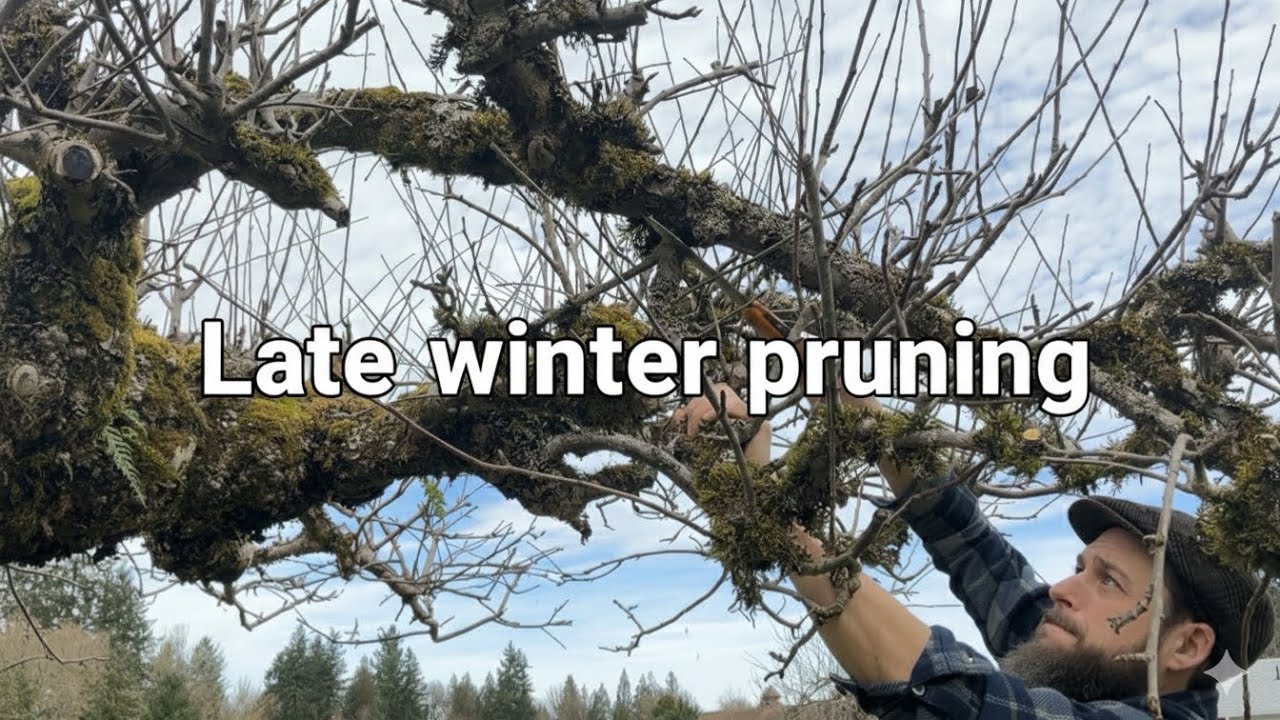 Late Winter Apple Tree Pruning | Petting the cat - Silent Vlog