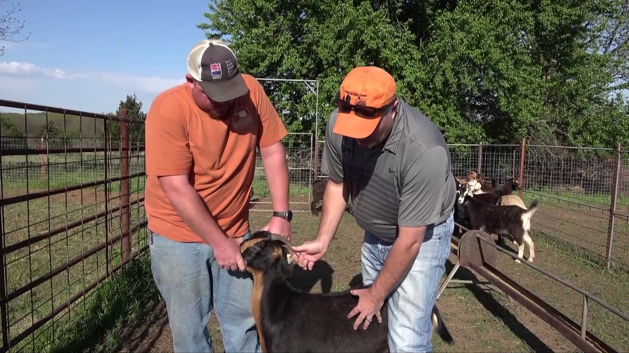 OSU Extension: Checking Goats for Ticks